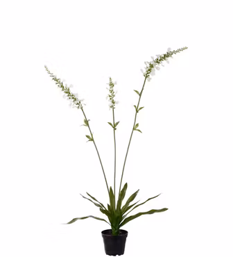 Porcelænsærenpris gren