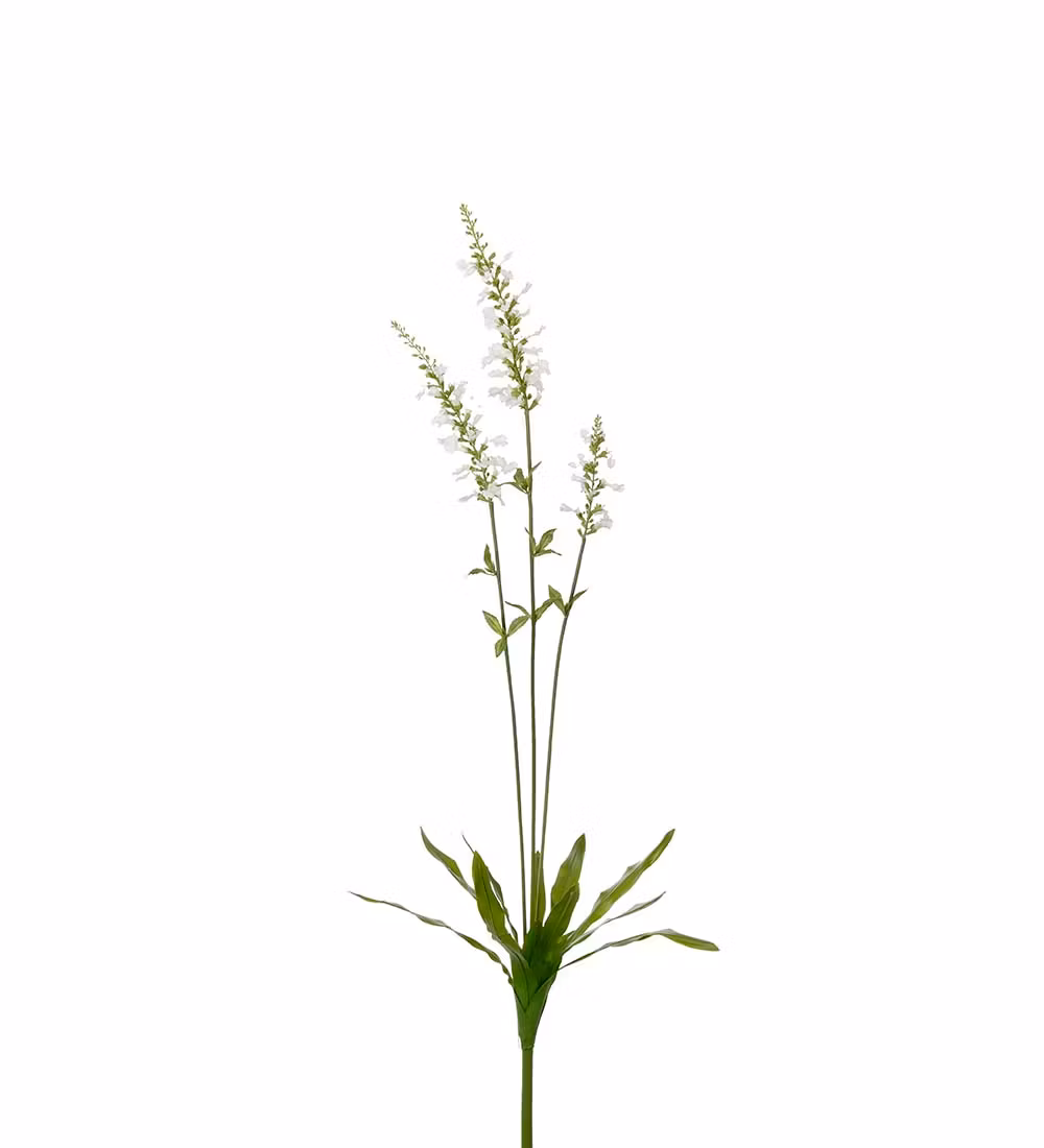 Porcelænsærenpris gren