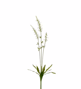 Porcelænsærenpris gren