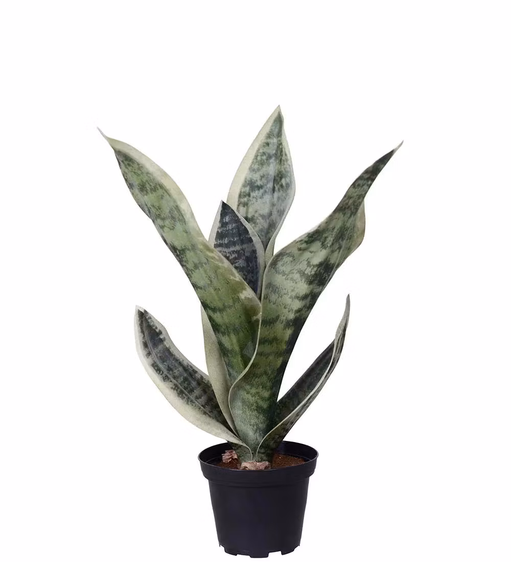 Sansiveria, Svigermor Skarbe Tunge