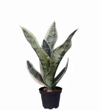 Sansiveria, Svigermor Skarbe Tunge