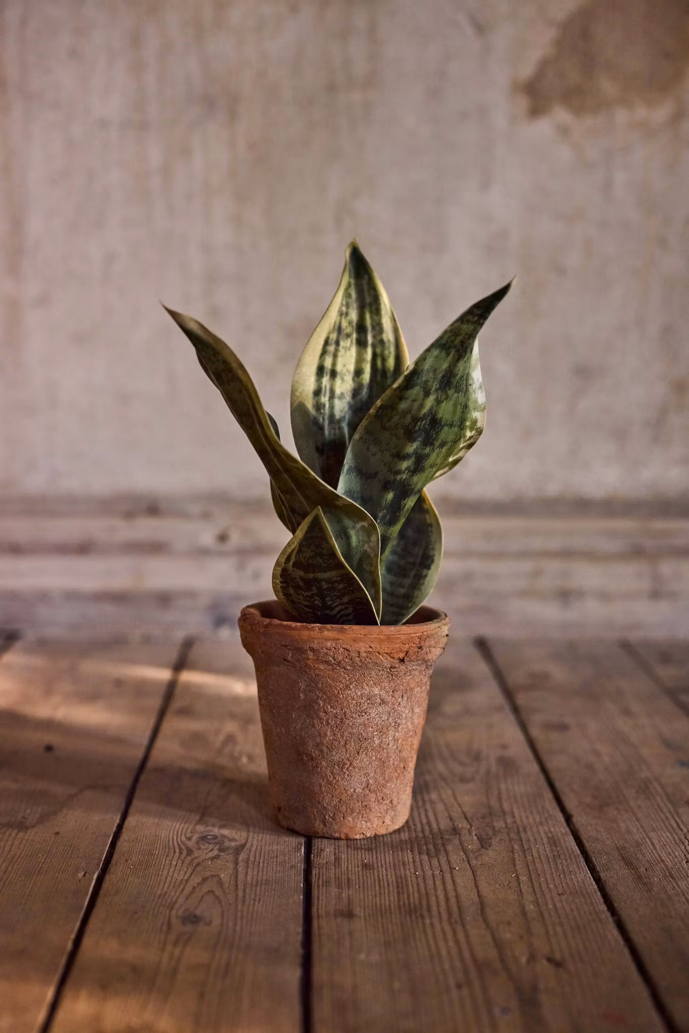 Sansiveria, Svigermor Skarbe Tunge