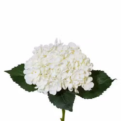 Hortensia Hvid