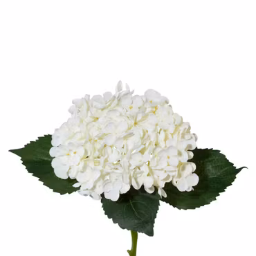 Hortensia Hvid