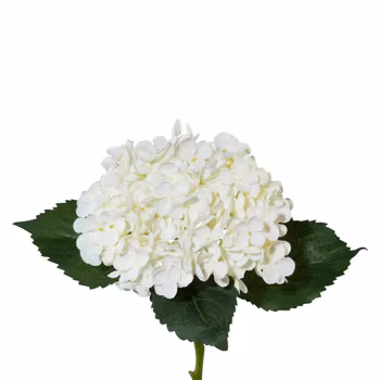 Hortensia Hvid