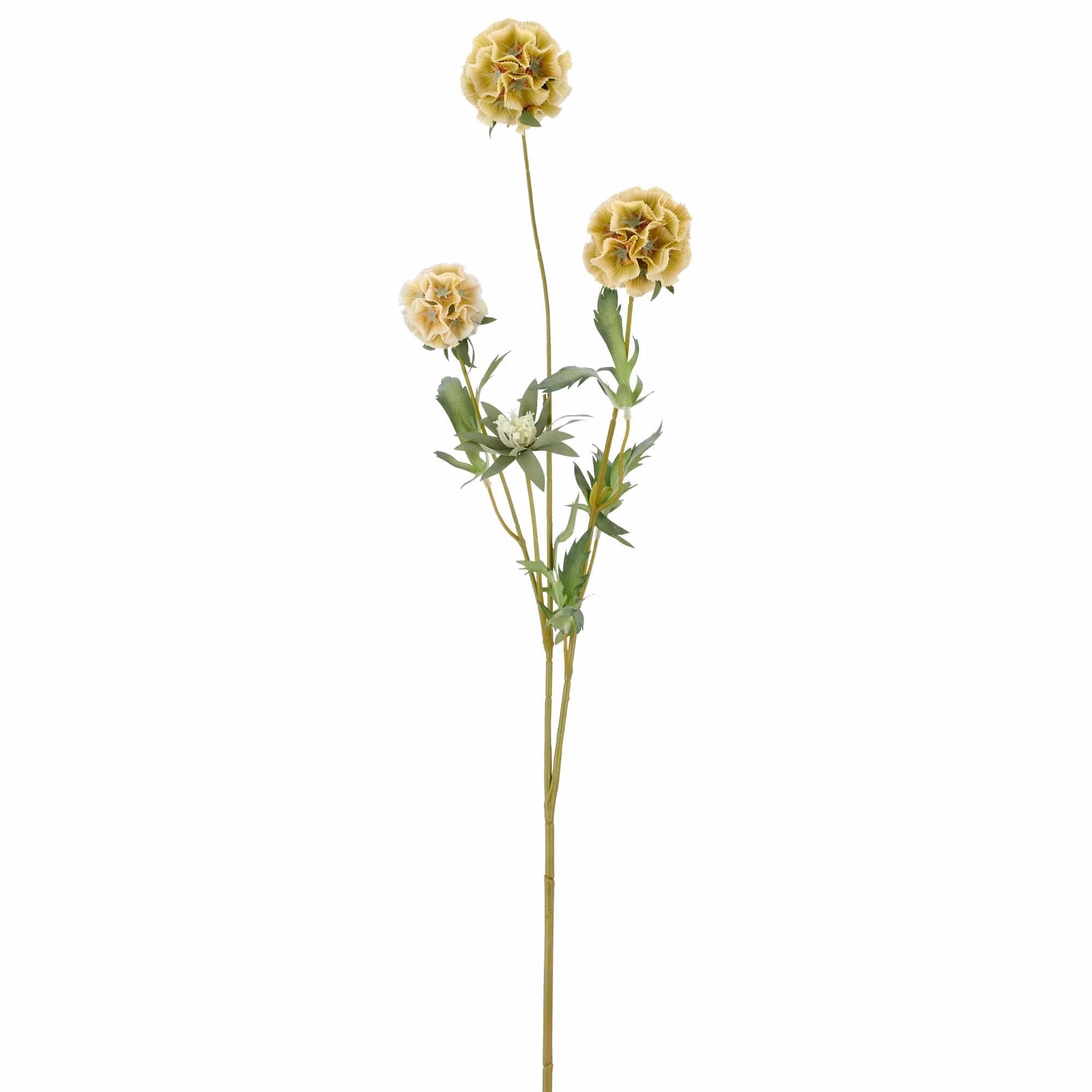 Scabiosa Grøn