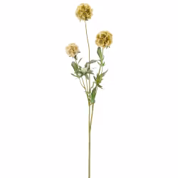 Scabiosa Grøn
