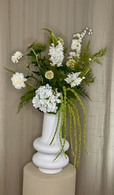 Scabiosa Grøn