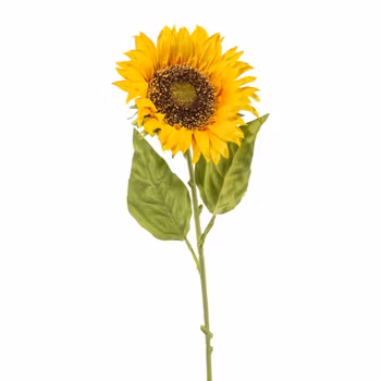 Solsikke blomst