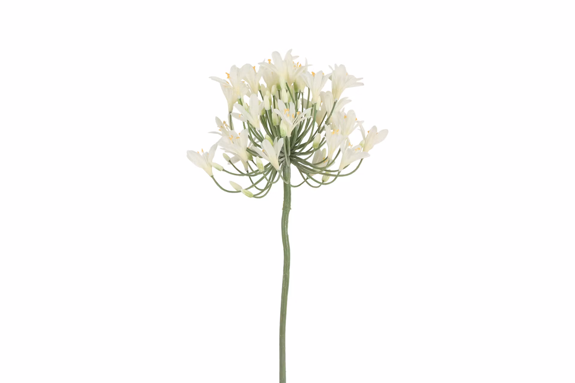Agapanthus hvid