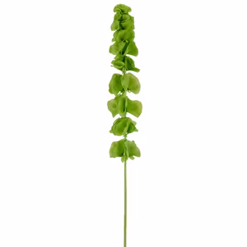 Molucella grøn
