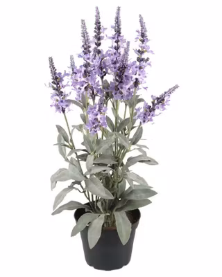 Lavendel  i potte