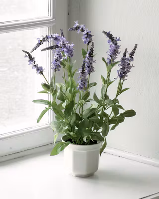 Lavendel  i potte