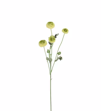 Chrysanthemum grøn