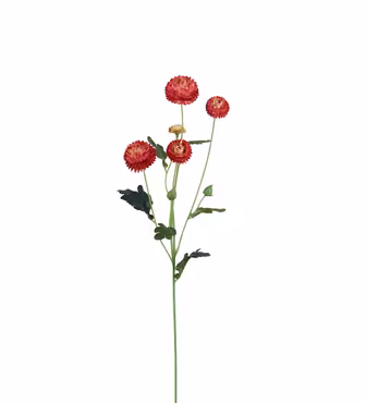Chrysanthemum Bourgogne