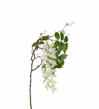 Visteria Japansk Blåregn Hvid