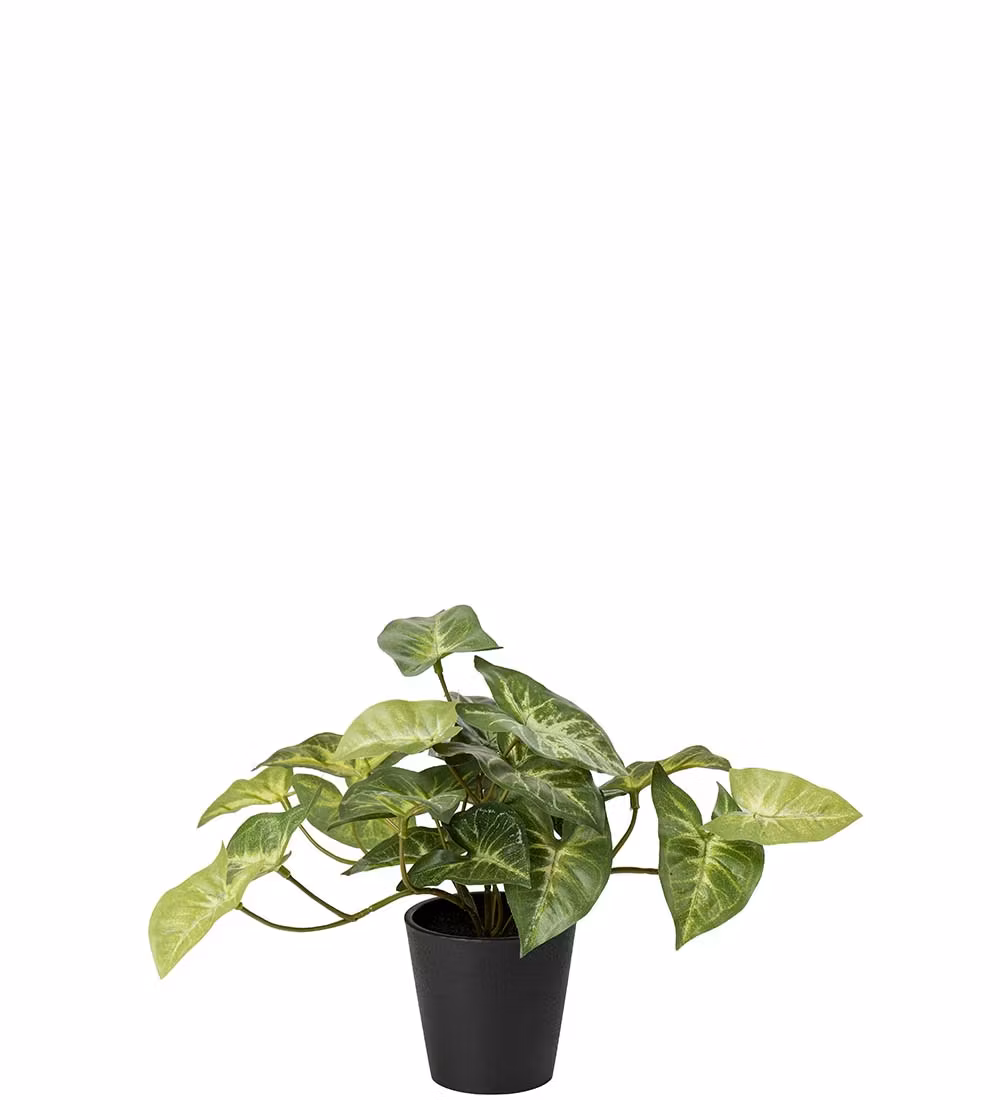 Gåsefod plante