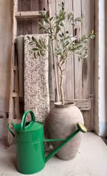 Oliventræ i potte 105 cm