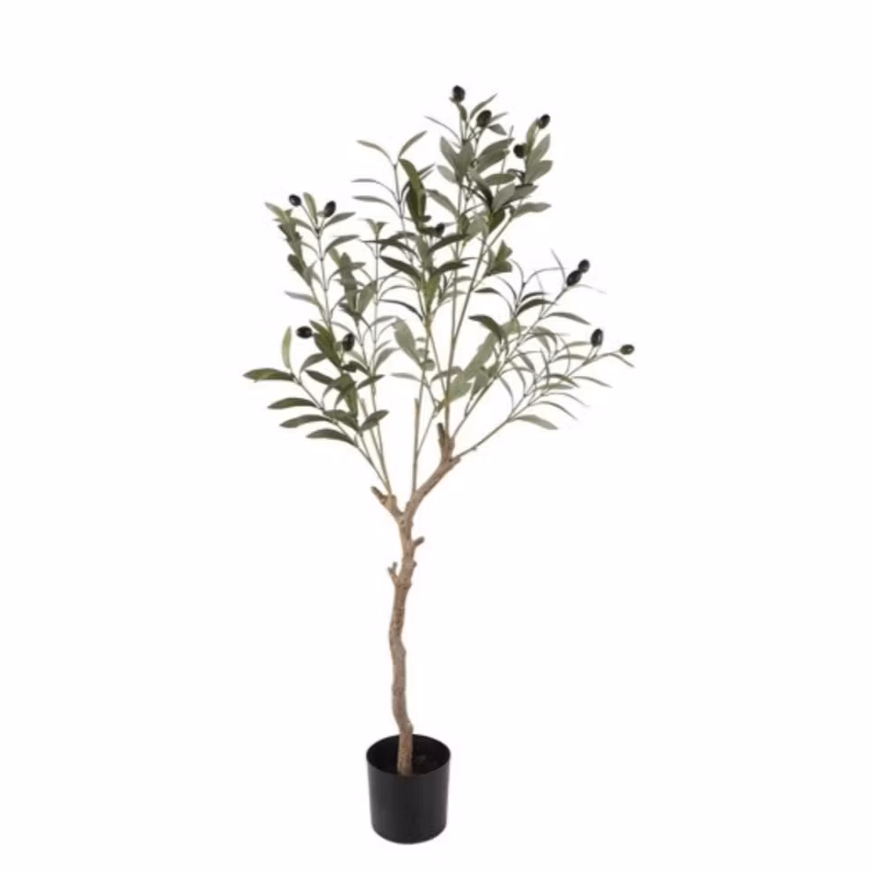 Oliventræ i potte 105 cm