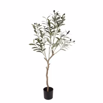 Oliventræ i potte 105 cm