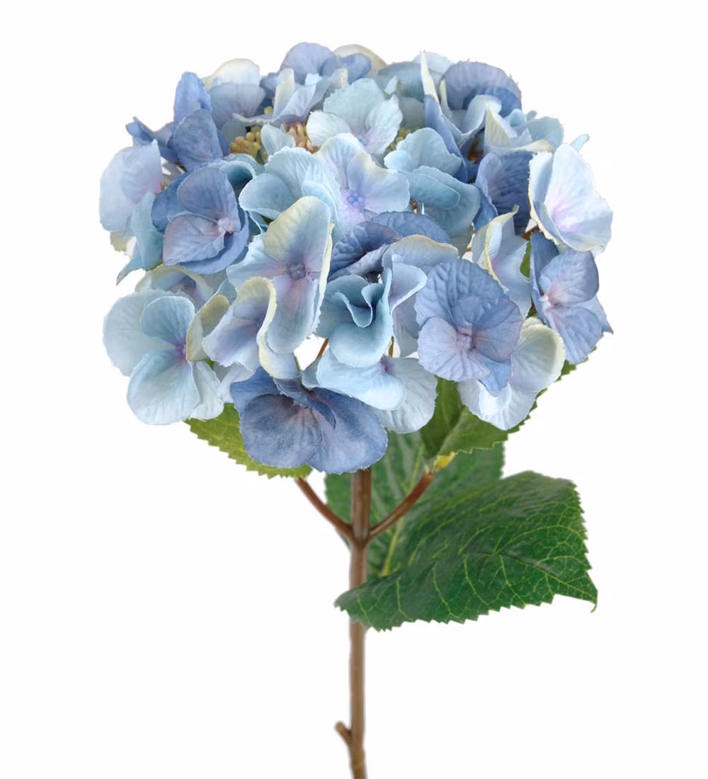 Hortensia blå