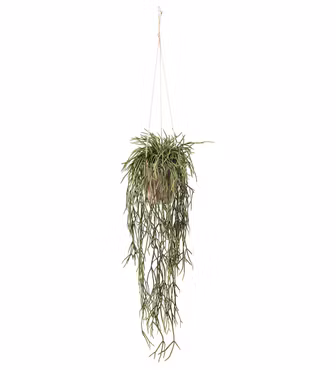 Rhipsalis hænge plante