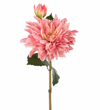 Dahlia pink Real touch