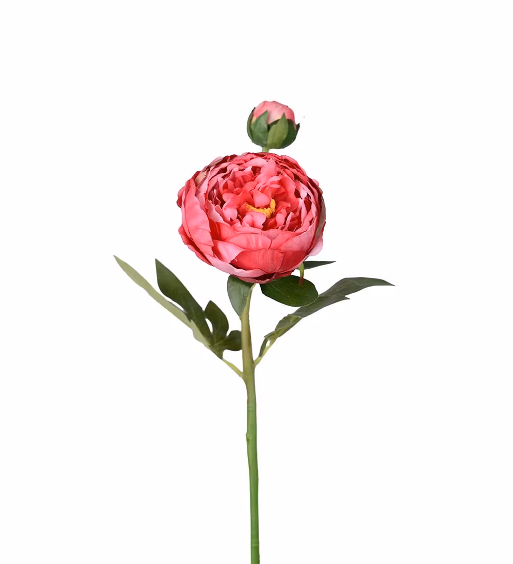 Pion pink