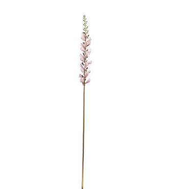 Digitalis Rosa