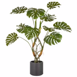 Stor Monstera plante