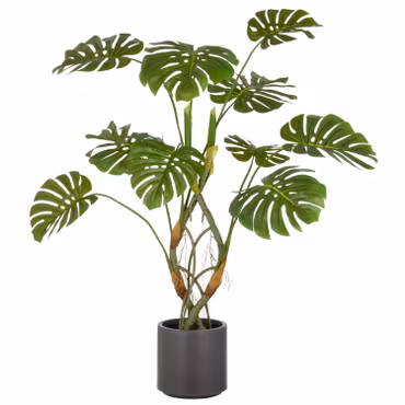Stor Monstera plante