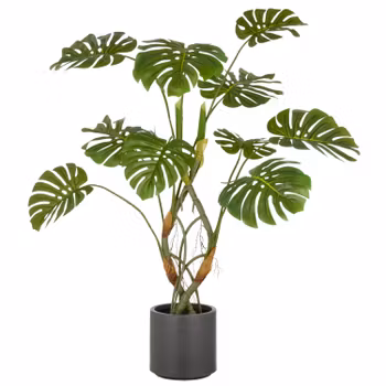 Stor Monstera plante