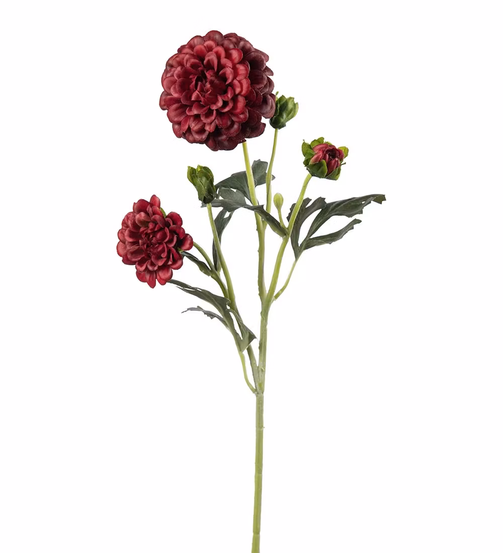 Chrysanthemum Bourgogne