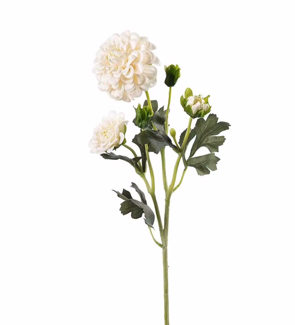 Chrysanthemum Creme