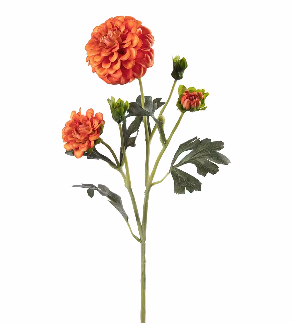 Chrysanthemum Orange