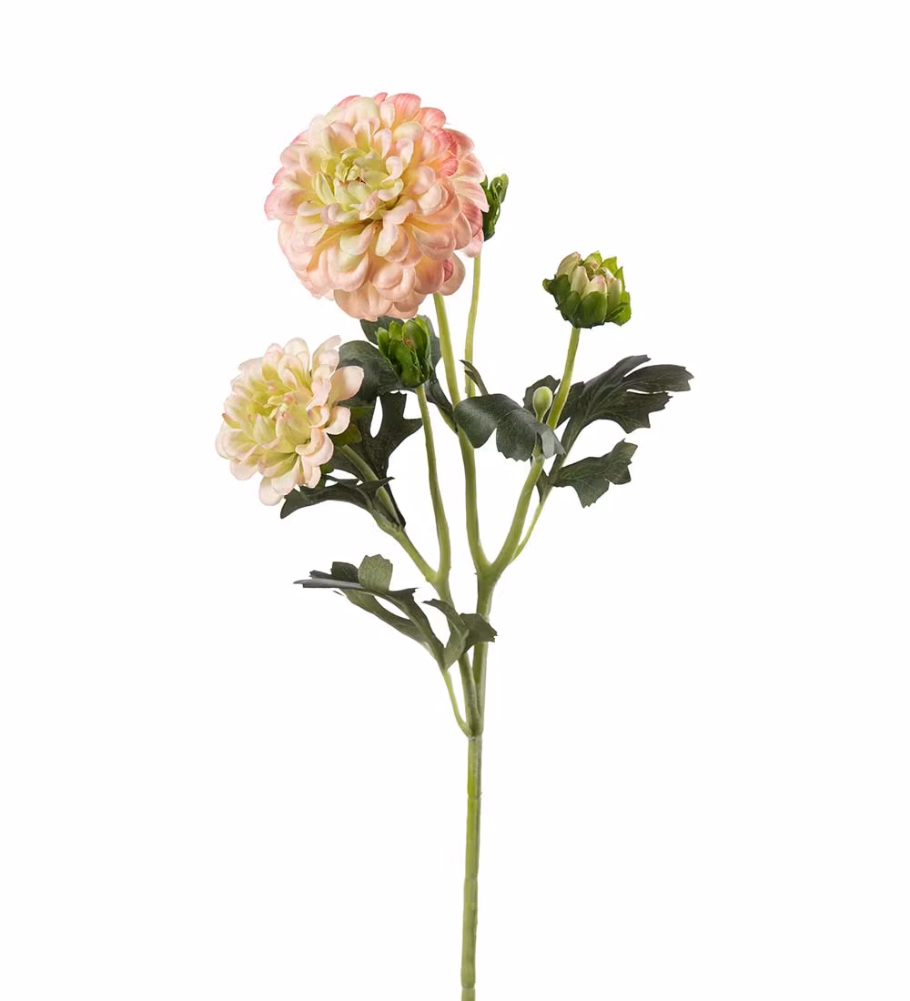 Chrysanthemum Pink