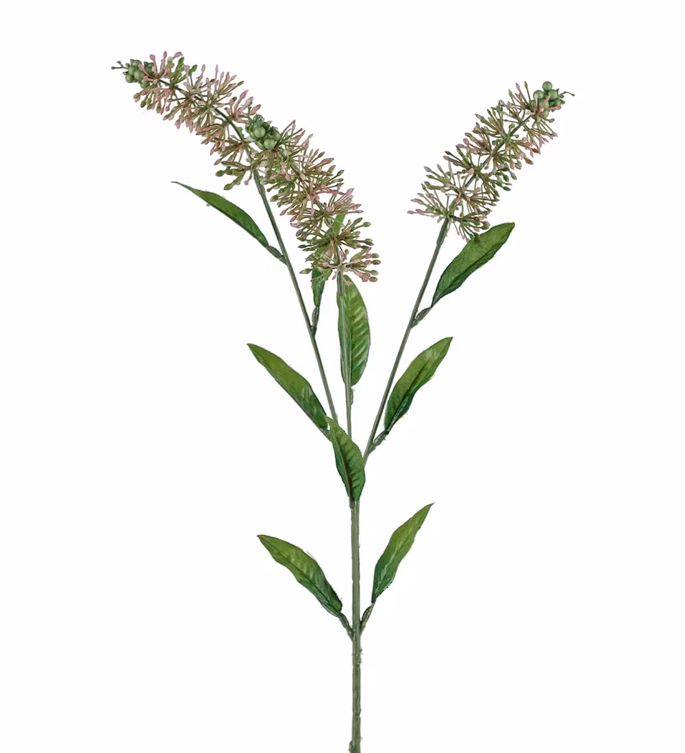 Astilbe Lyserød/grøn
