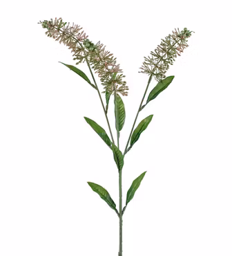 Astilbe Lyserød/grøn
