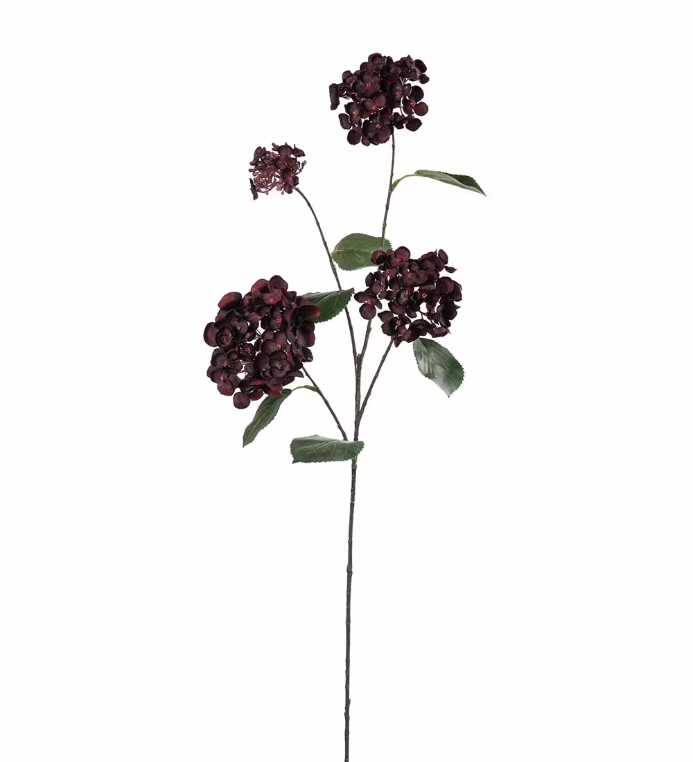 Chokoladeblomst/Coreopsis