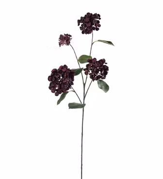 Chokoladeblomst/Coreopsis