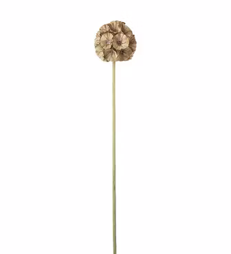 Scabiosa grøn