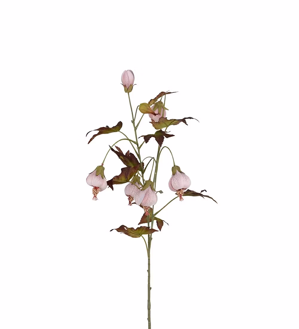 Blomstrende ahorn lyserød