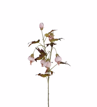 Blomstrende ahorn lyserød