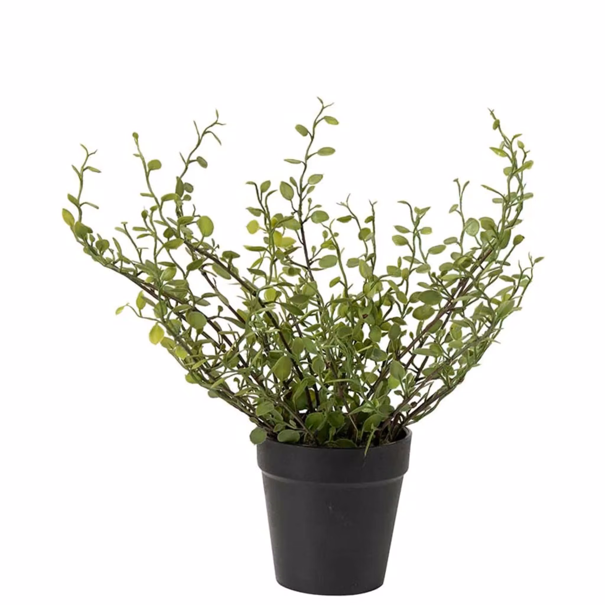 Muehlenbeckia 25 cm