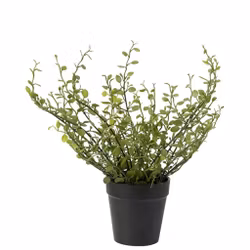 Muehlenbeckia 25 cm