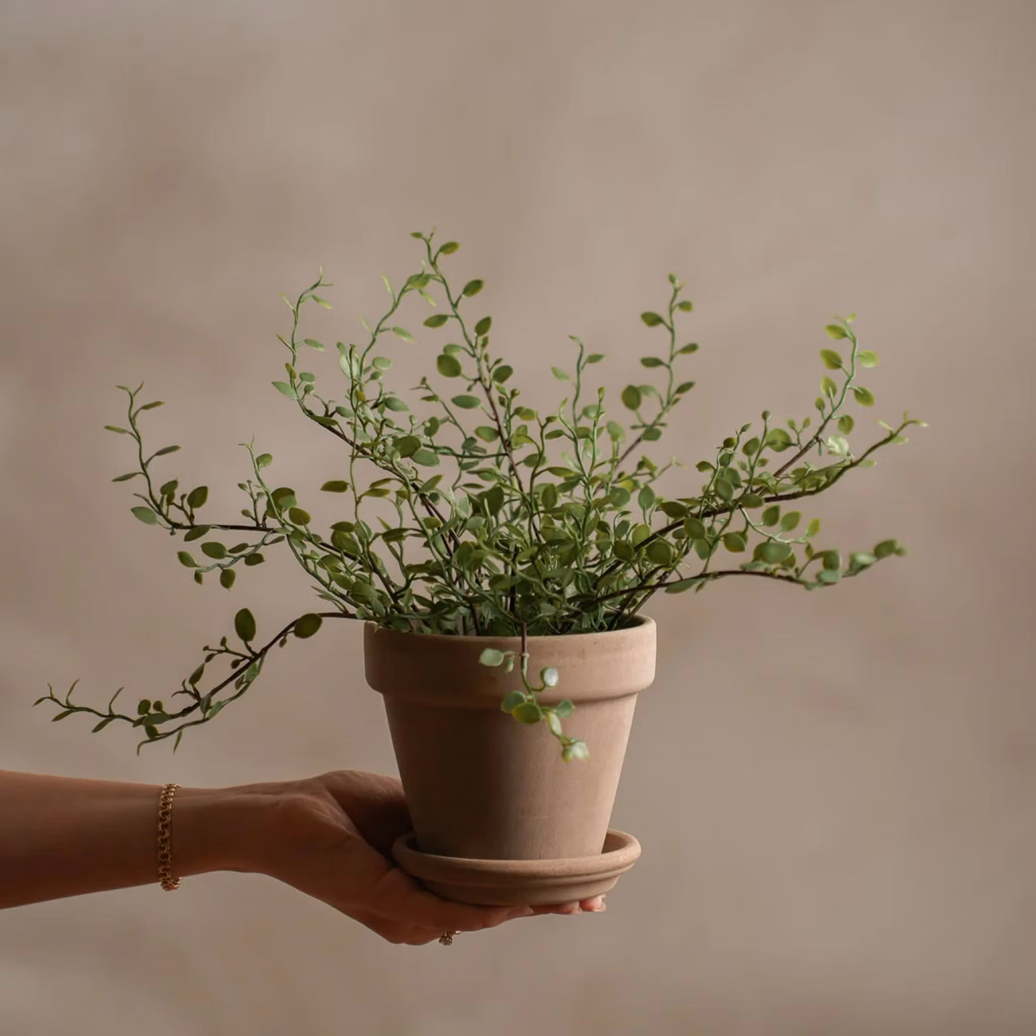 Muehlenbeckia 25 cm