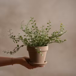 Muehlenbeckia 25 cm