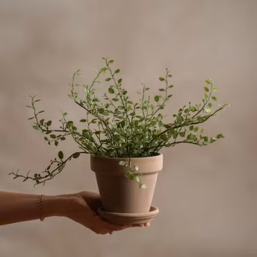 Muehlenbeckia 25 cm