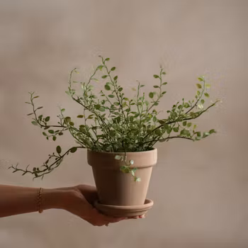 Muehlenbeckia 25 cm