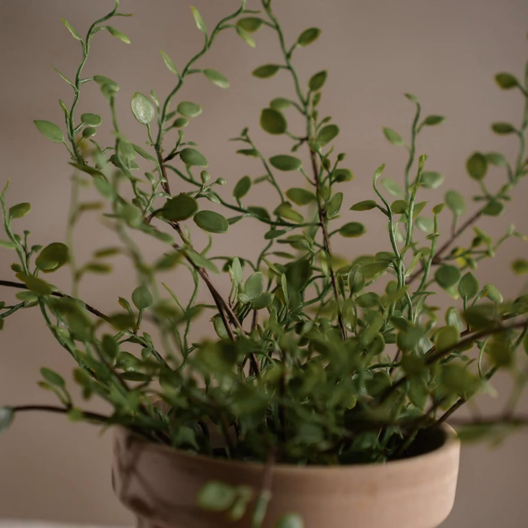 Muehlenbeckia 25 cm